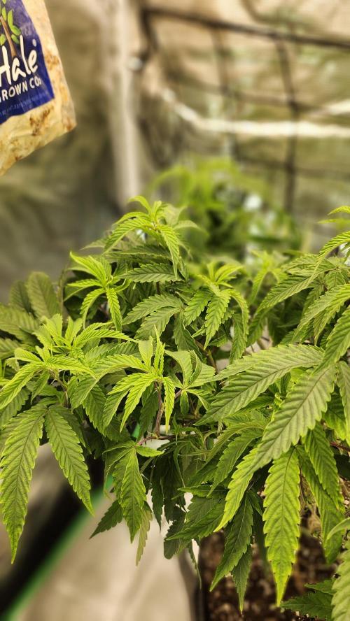 Grapeppy Grape!!. Week 19 - 02/07