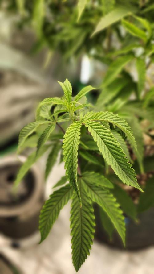 Grapeppy Grape!!. Week 19 - 02/07