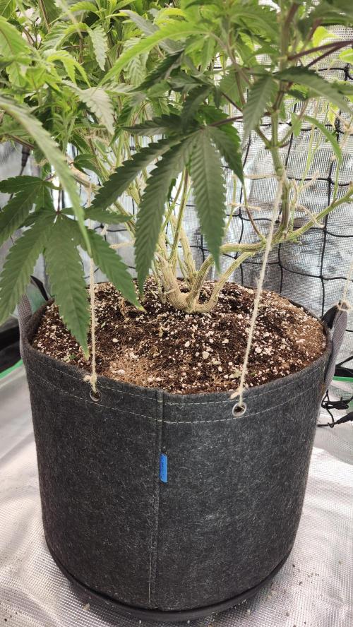 Grapeppy Grape!!. Week 19 - 02/07