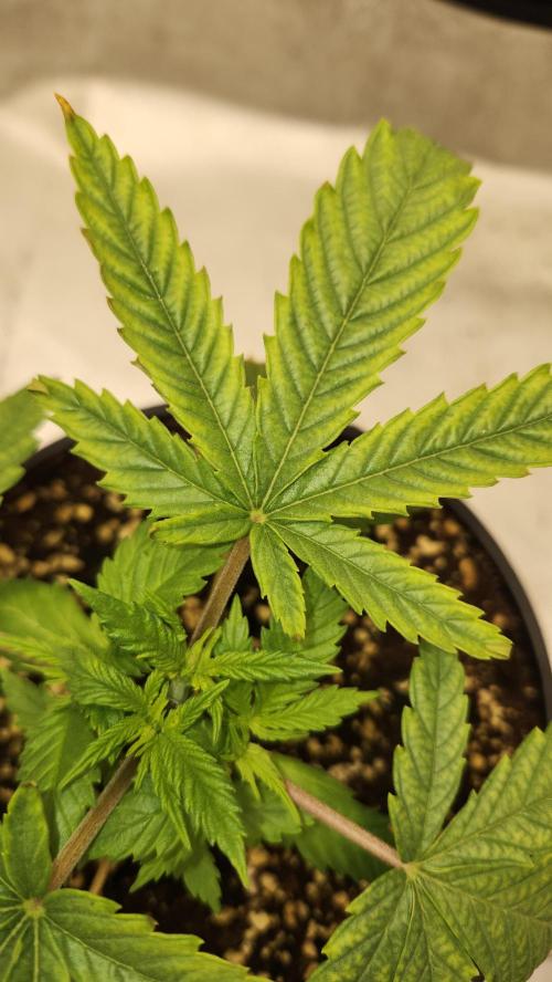 Defiant RDxO (Grow along  Redo). Week 1 - 02/07