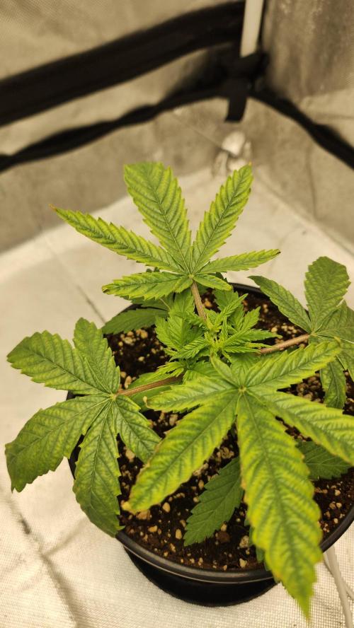 Defiant RDxO (Grow along  Redo). Week 1 - 02/07