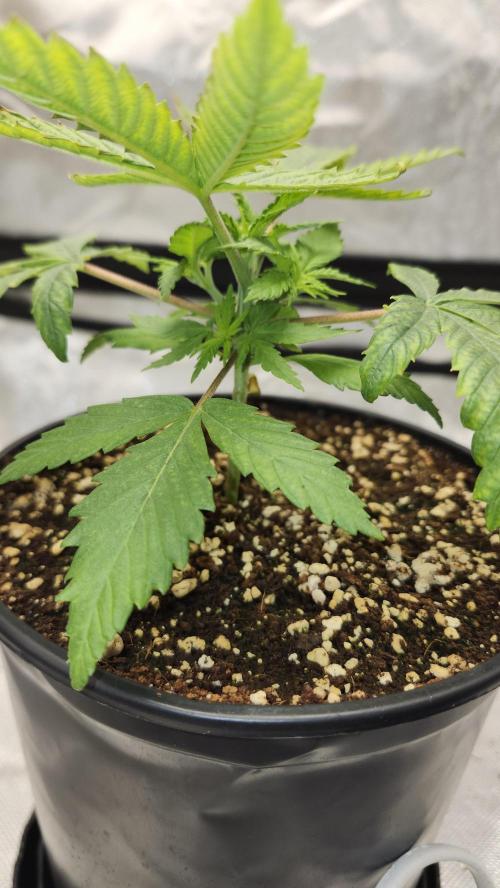 Defiant RDxO (Grow along  Redo). Week 1 - 02/07