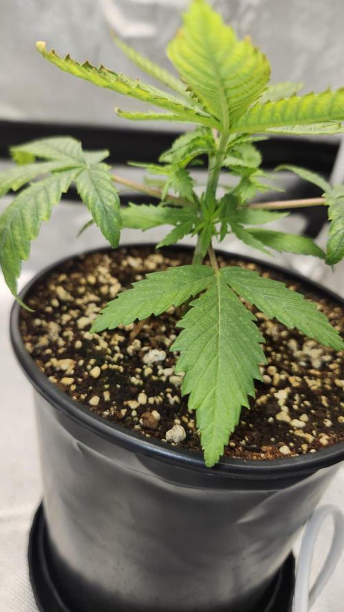 Defiant RDxO (Grow along  Redo). Week 1 - 02/07