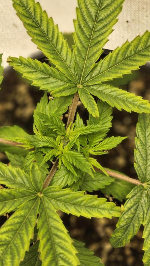 Defiant RDxO (Grow along  Redo). Week 1 - 02/07