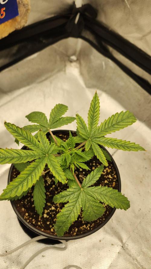 Defiant RDxO (Grow along  Redo). Week 1 - 02/07