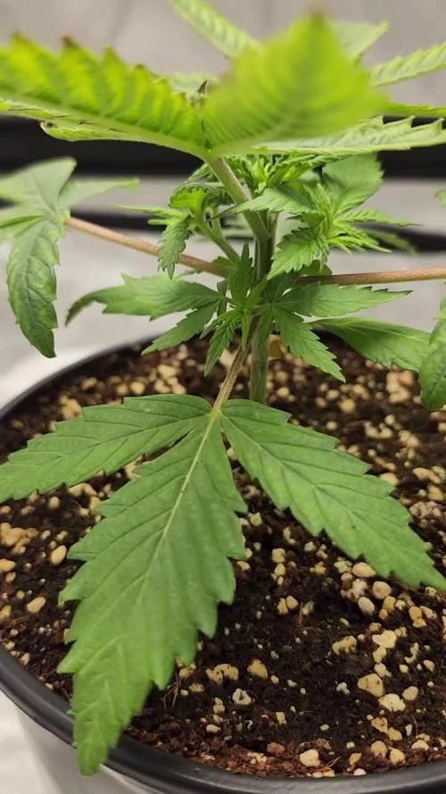 Defiant RDxO (Grow along  Redo)