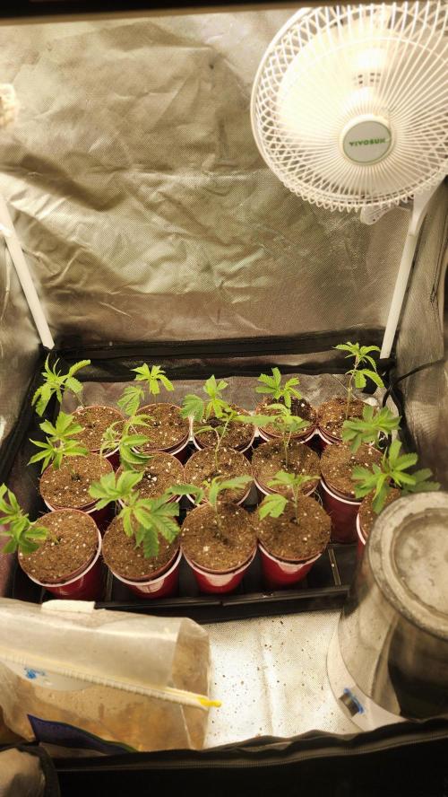 Grapeppy Grape!!. Week 19