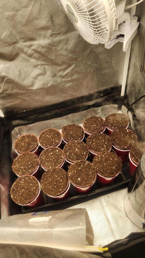 Grapeppy Grape!!. Week 19 - 02/09 - clones