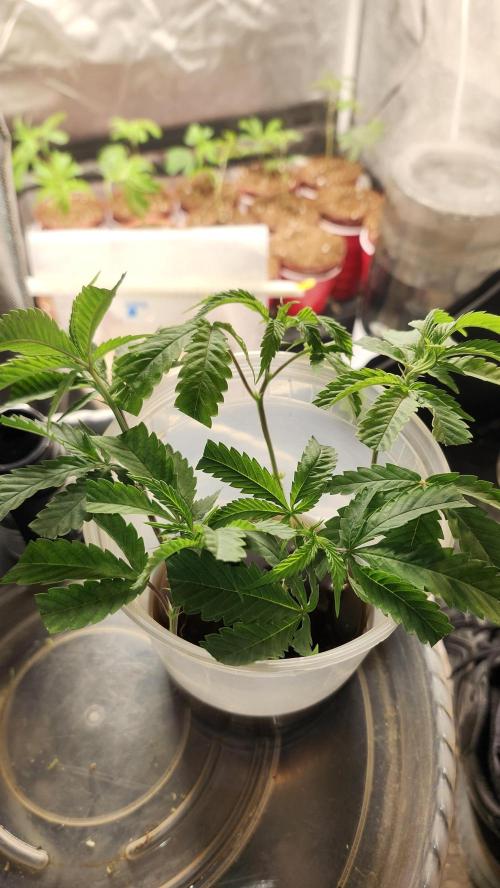 Grapeppy Grape!!. Week 19 - 02/09 - clones