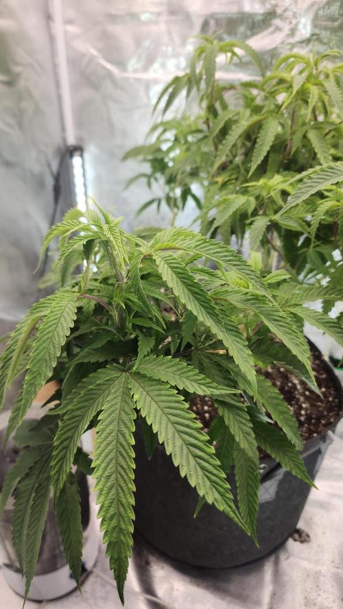 Grapeppy Grape!!. Week 19 - 02/09 - Mother