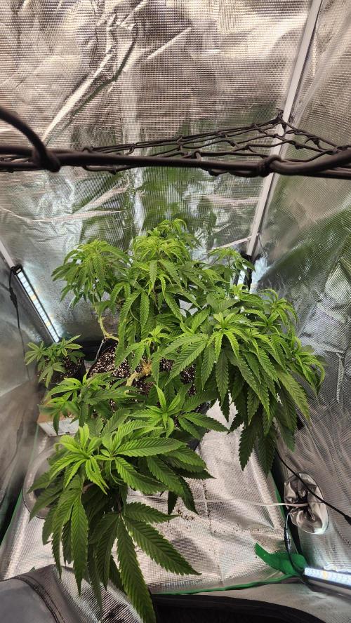 Grapeppy Grape!!. Week 19 - 02/09 - Mother