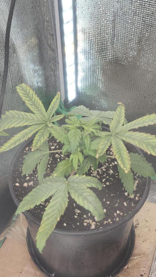 Defiant RDxO (Grow along  Redo). Week 1 - 02/09