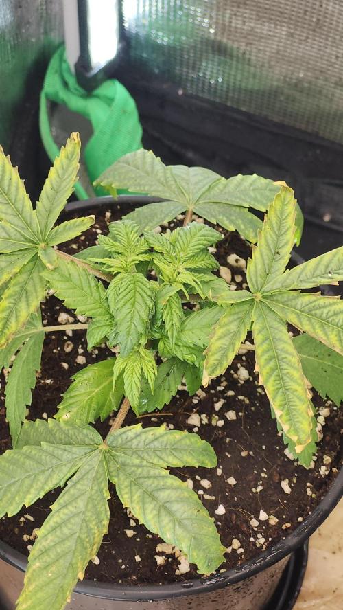 Defiant RDxO (Grow along  Redo). Week 1 - 02/09