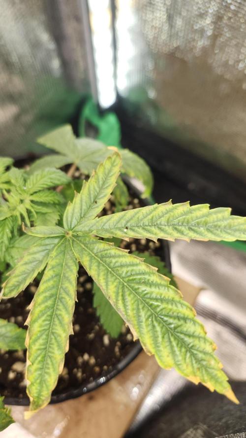 Defiant RDxO (Grow along  Redo). Week 1 - 02/09