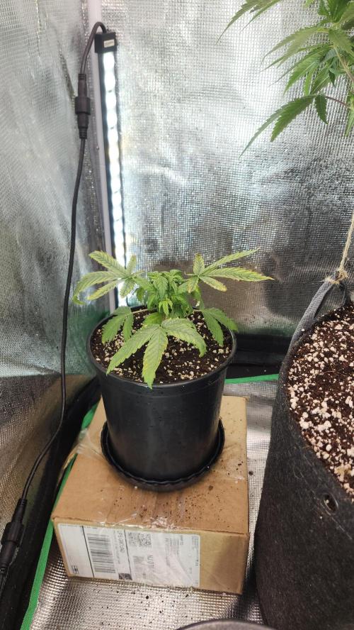 Defiant RDxO (Grow along  Redo). Week 1 - 02/09