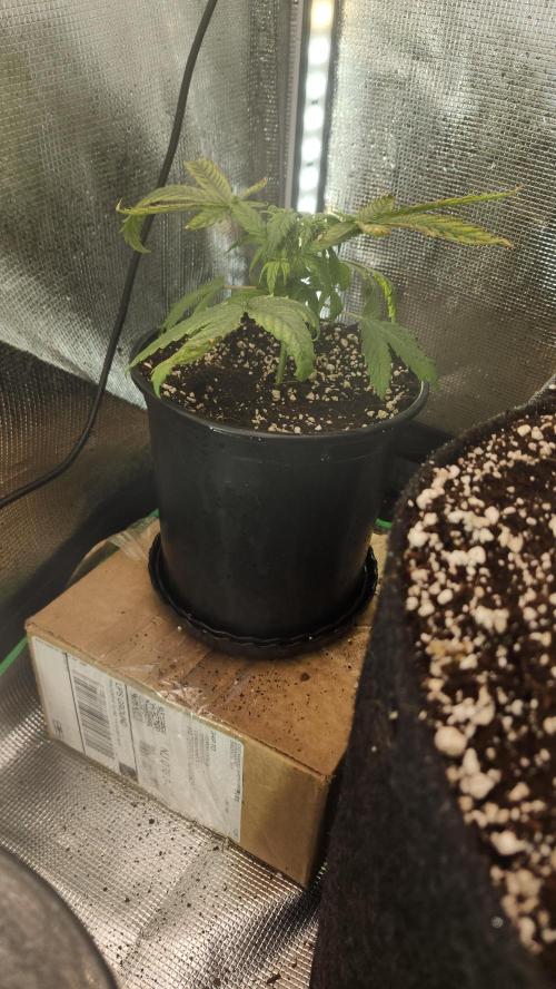 Defiant RDxO (Grow along  Redo). Week 1 - 02/09