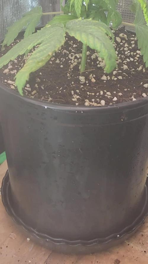 Defiant RDxO (Grow along  Redo)