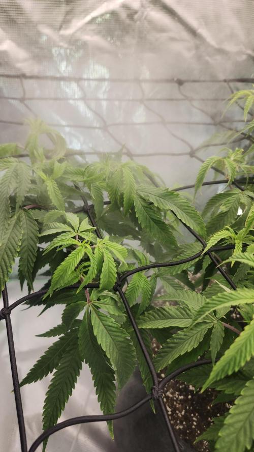 Grapeppy Grape!!. Week 19 - 02/13 (M)