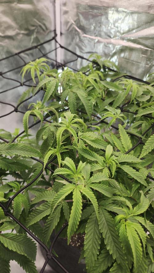 Grapeppy Grape!!. Week 19 - 02/13 (M)