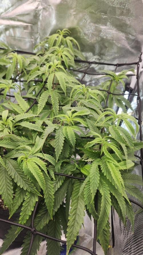 Grapeppy Grape!!. Week 19 - 02/13 (M)