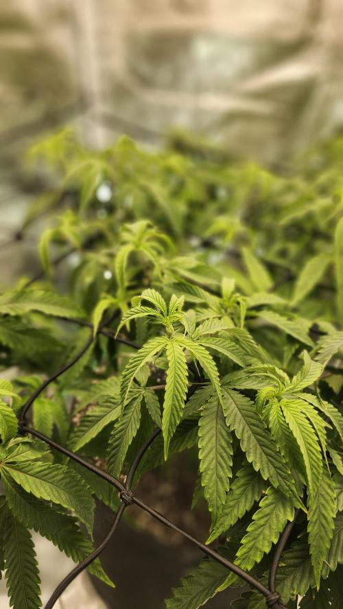 Grapeppy Grape!!. Week 19 - 02/13 (M)