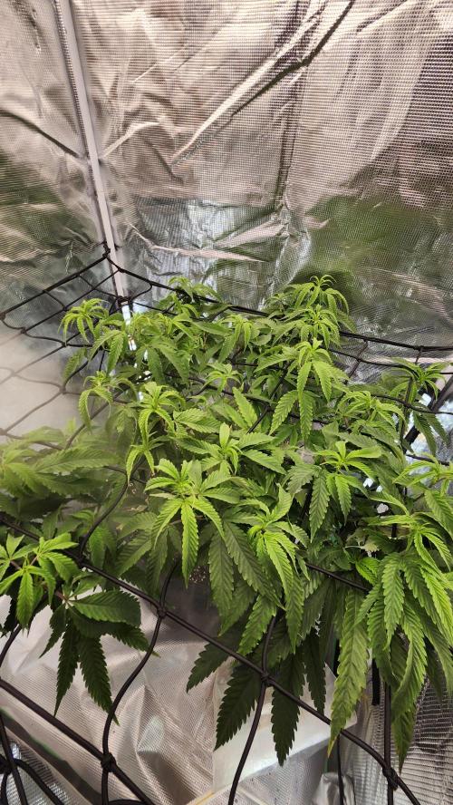 Grapeppy Grape!!. Week 19 - 02/13 (M)