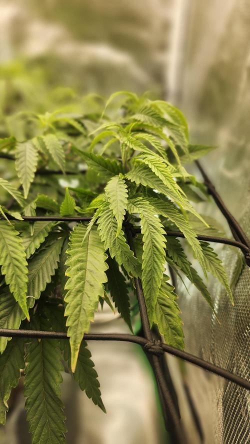 Grapeppy Grape!!. Week 19 - 02/13 (M)