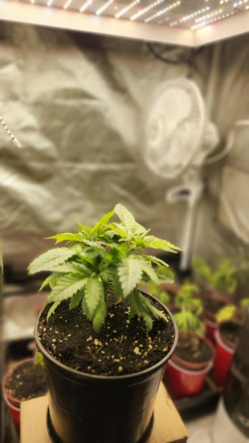 Defiant RDxO (Grow along  Redo). Week 1 - 02/13 