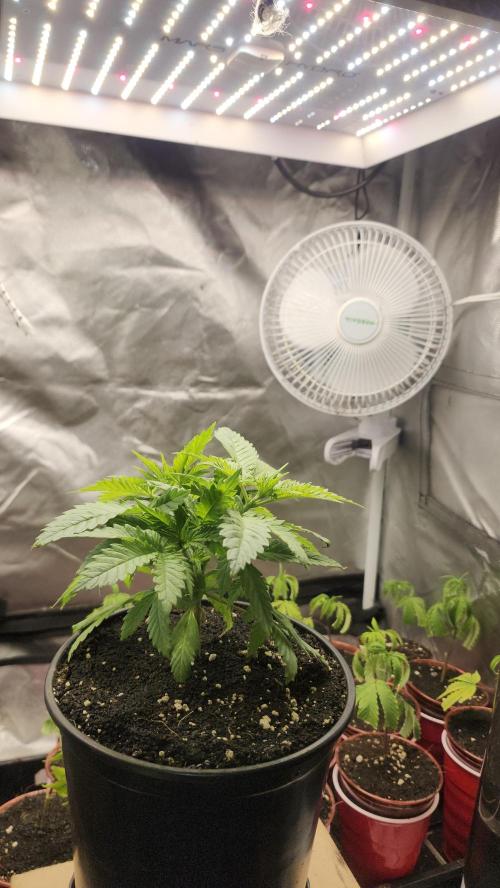 Defiant RDxO (Grow along  Redo). Week 1 - 02/13 