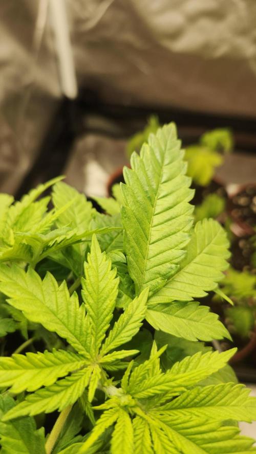 Defiant RDxO (Grow along  Redo). Week 1 - 02/13 