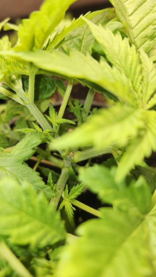 Defiant RDxO (Grow along  Redo). Week 1 - 02/13 