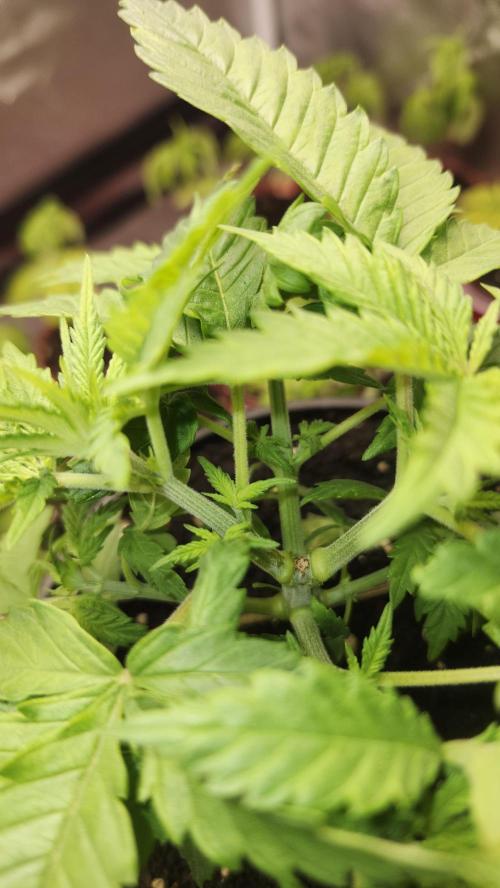 Defiant RDxO (Grow along  Redo). Week 1 - 02/13 