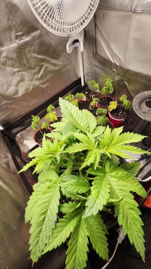 Defiant RDxO (Grow along  Redo). Week 1 - 02/13 