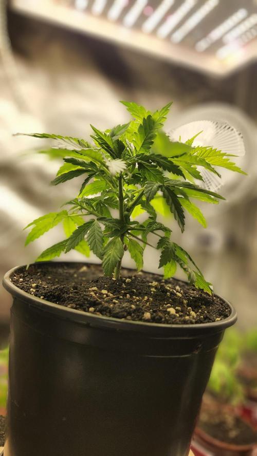 Defiant RDxO (Grow along  Redo). Week 1 - 02/13 