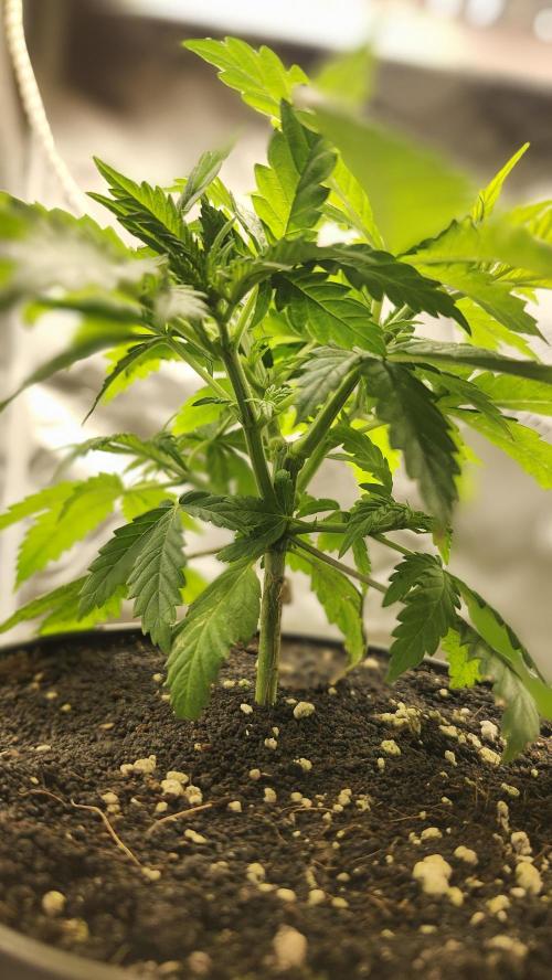 Defiant RDxO (Grow along  Redo). Week 1 - 02/13 