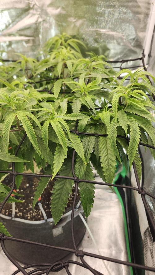 Grapeppy Grape!!. Week 20 - 02/15 (M)