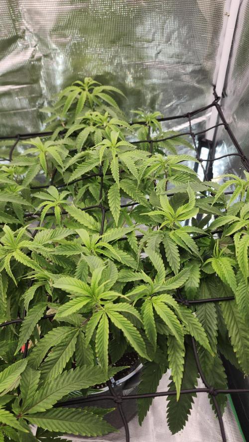 Grapeppy Grape!!. Week 20 - 02/15 (M)