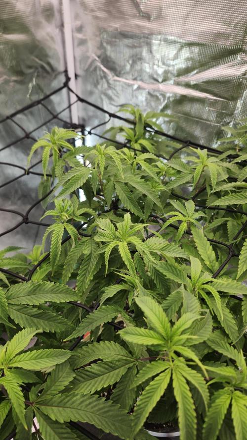 Grapeppy Grape!!. Week 20 - 02/15 (M)