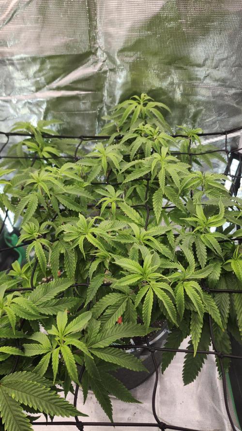 Grapeppy Grape!!. Week 20 - 02/15 (M)