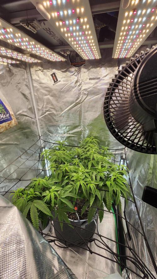 Grapeppy Grape!!. Week 20 - 02/15 (M)