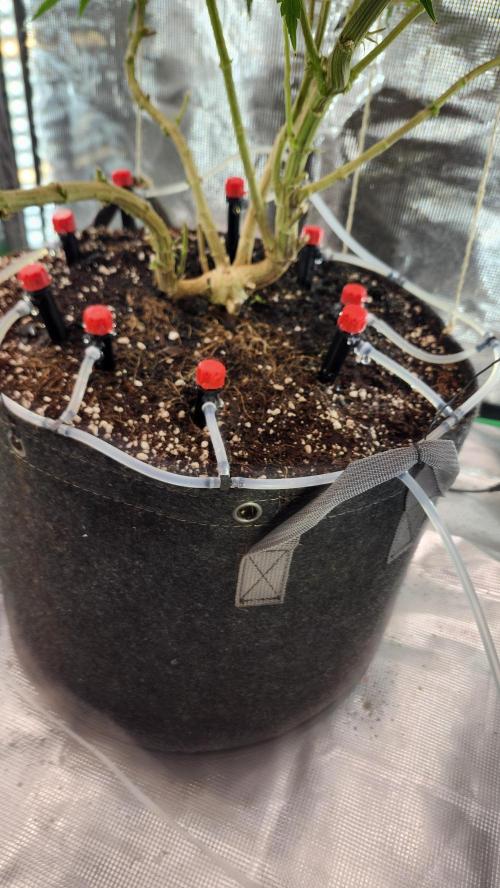 Grapeppy Grape!!. Week 20 - 02/15 (M)