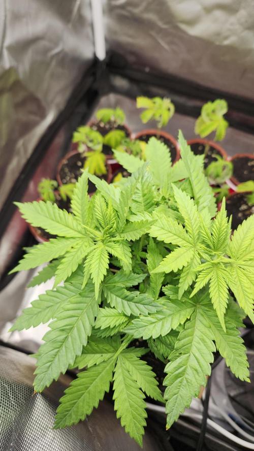 Defiant RDxO (Grow along  Redo). Week 2 - 02/15