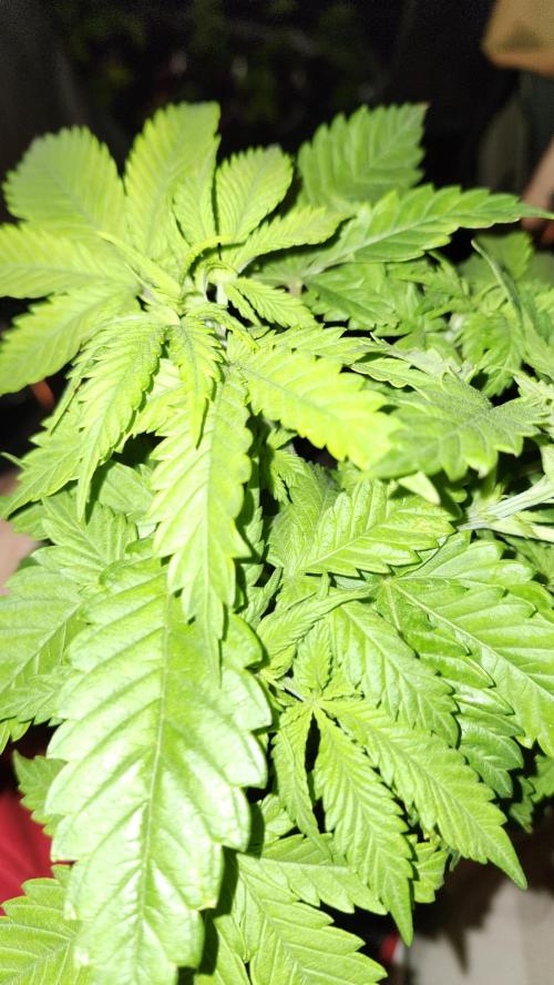 Defiant RDxO (Grow along  Redo). Week 2 - 02/15