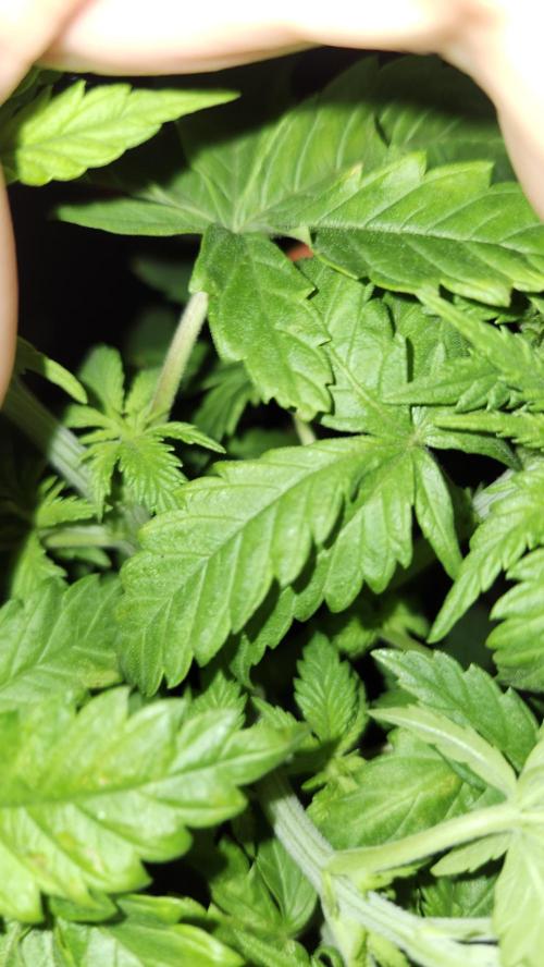 Defiant RDxO (Grow along  Redo). Week 2 - 02/15