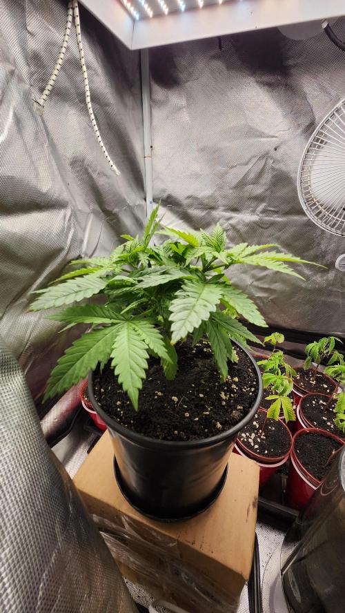 Defiant RDxO (Grow along  Redo). Week 2 - 02/15