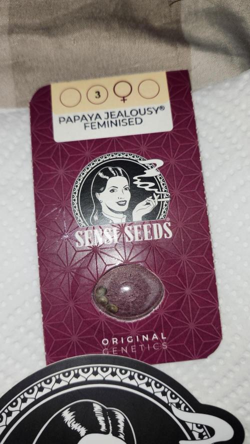 Papaya Flow. Week 0 - 02/15