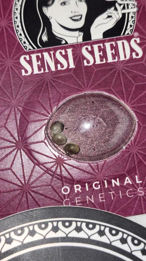 Papaya Flow. Week 0 - 02/15