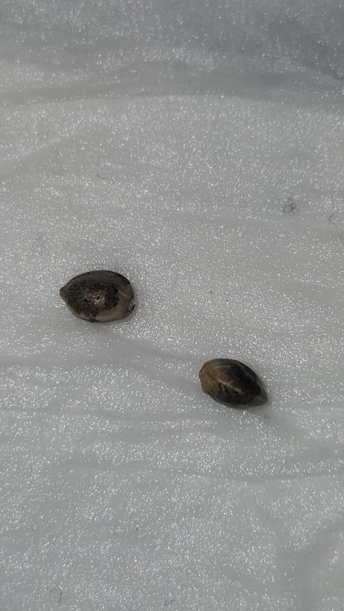 Papaya Flow. Week 0 - 02/15