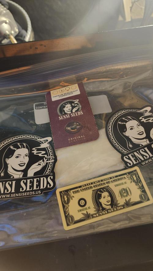 Papaya Flow. Week 0 - 02/15