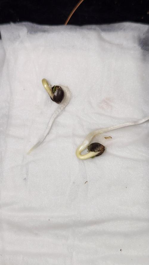Papaya Flow. Week 0 - 02/17